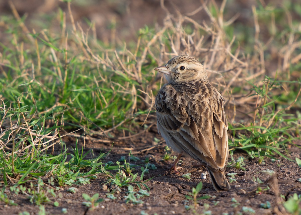 Indian Bushlark - ML509172611