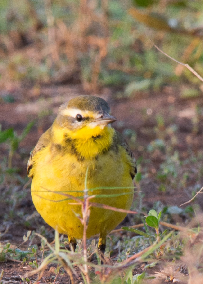 Western Yellow Wagtail - ML509172801