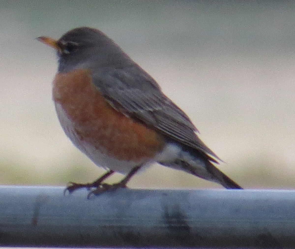 American Robin - ML50917341