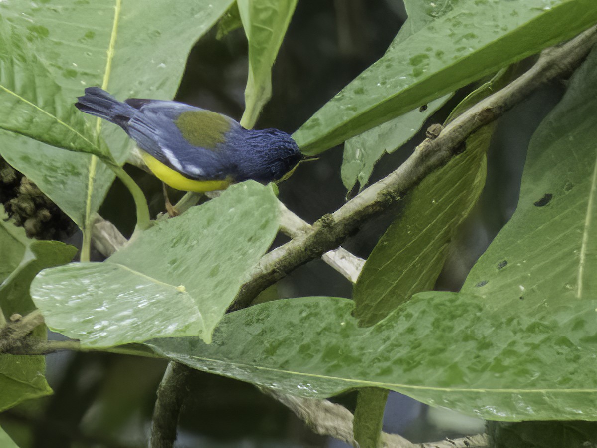 Tropical Parula - ML509174051