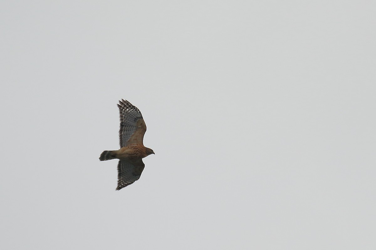 Red-shouldered Hawk - ML509175601