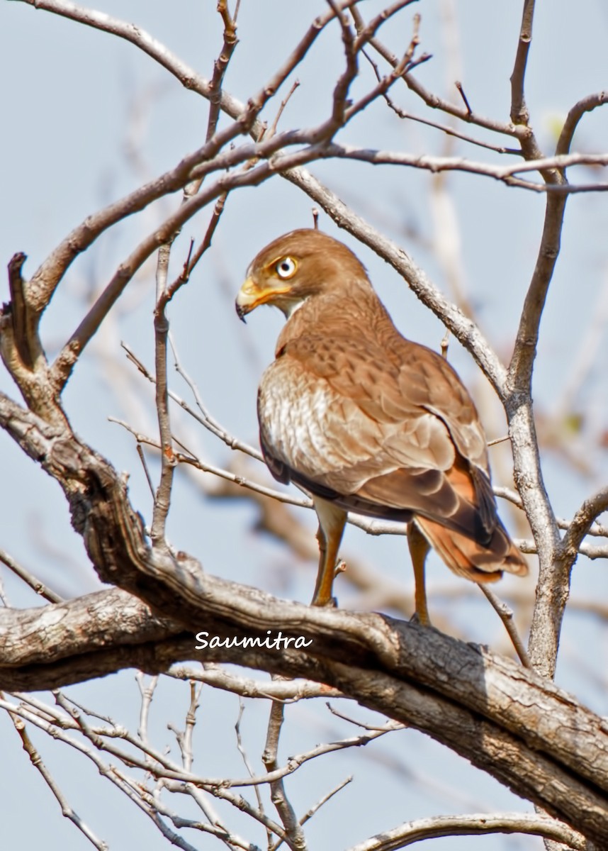 White-eyed Buzzard - ML509175891