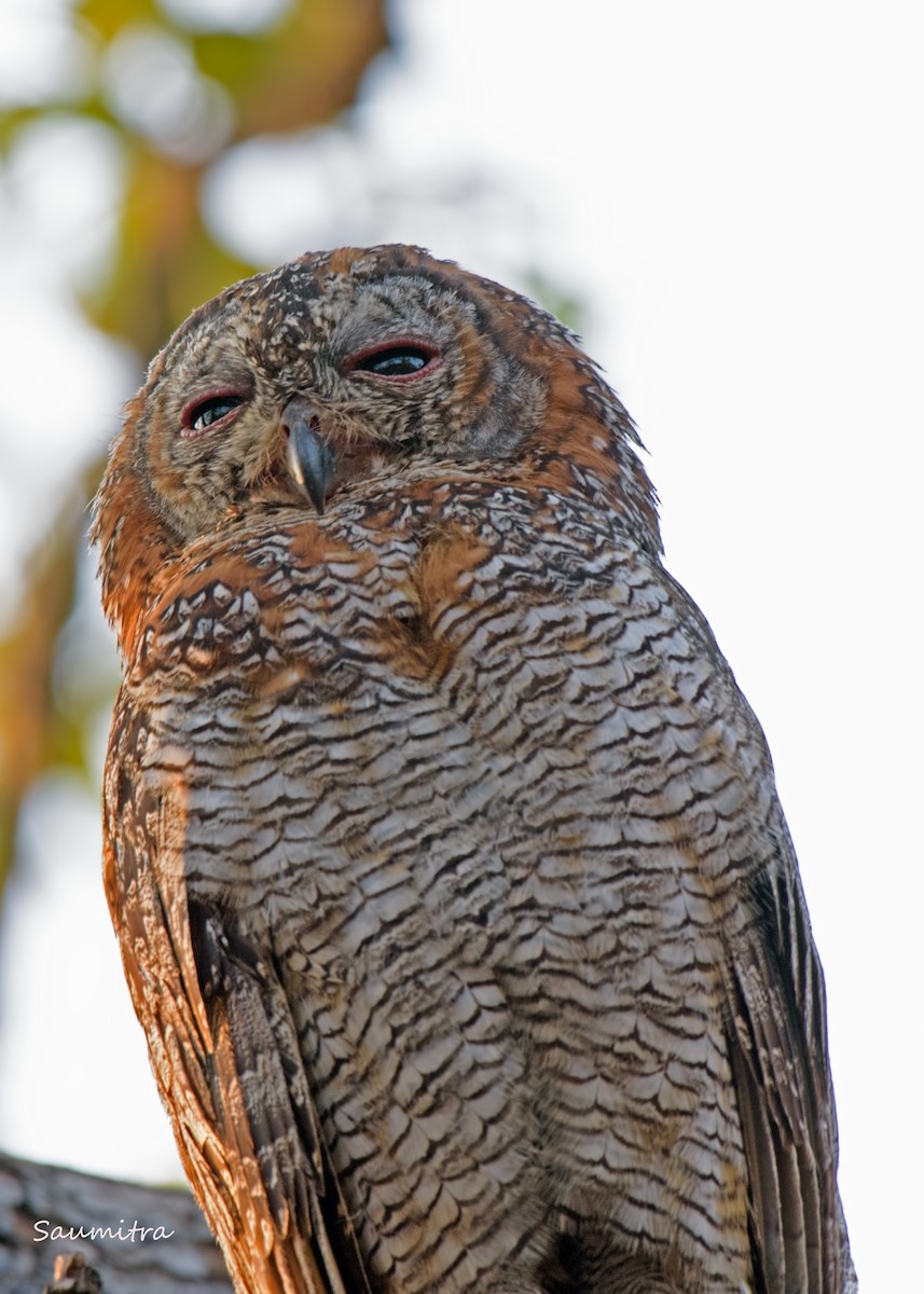 Mottled Wood-Owl - ML509175981