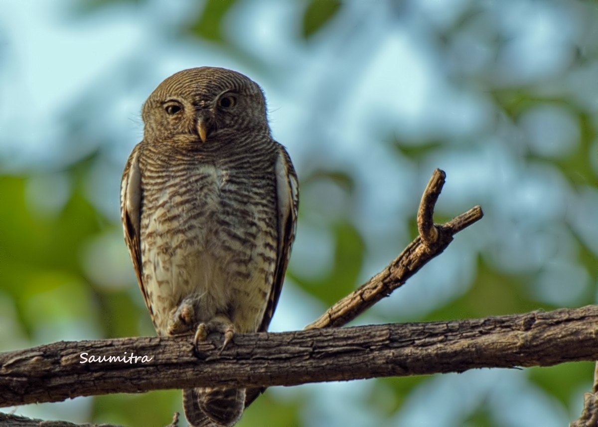 Jungle Owlet - ML509176081