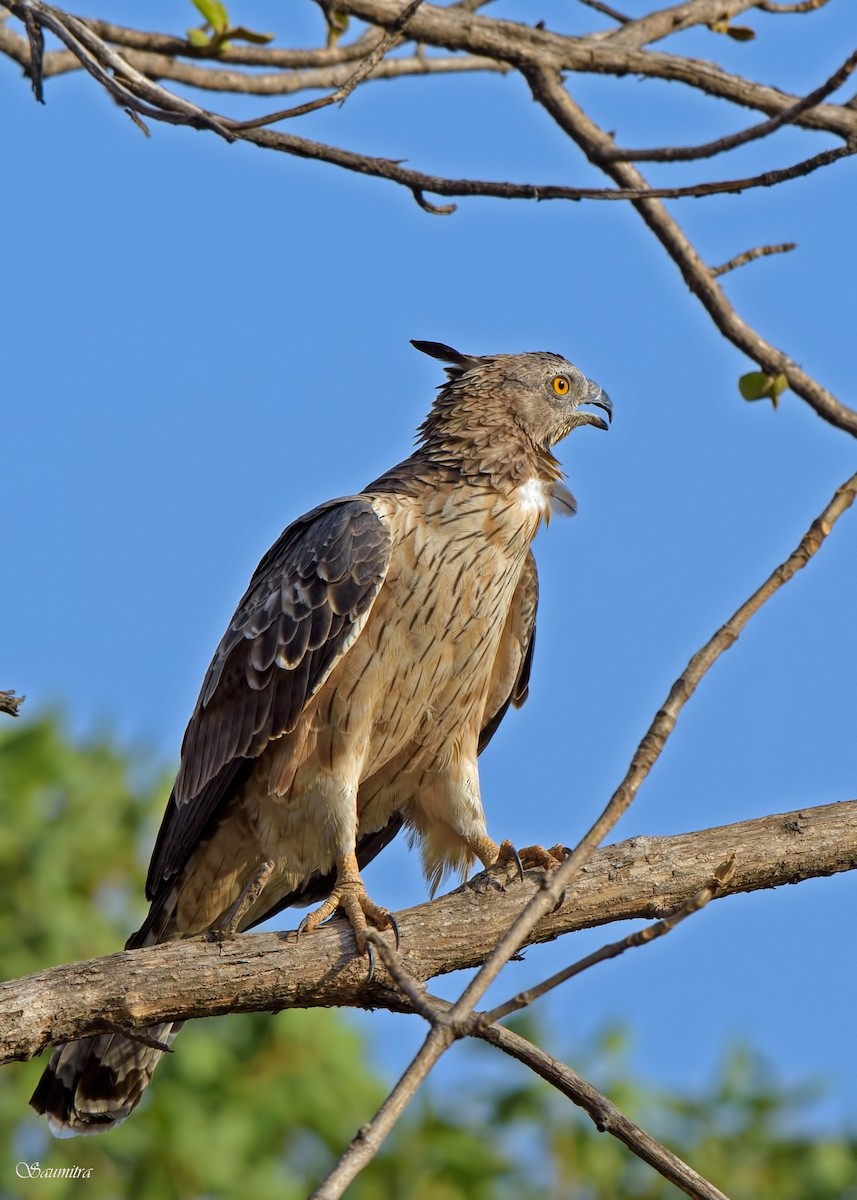 Changeable Hawk-Eagle - ML509176181