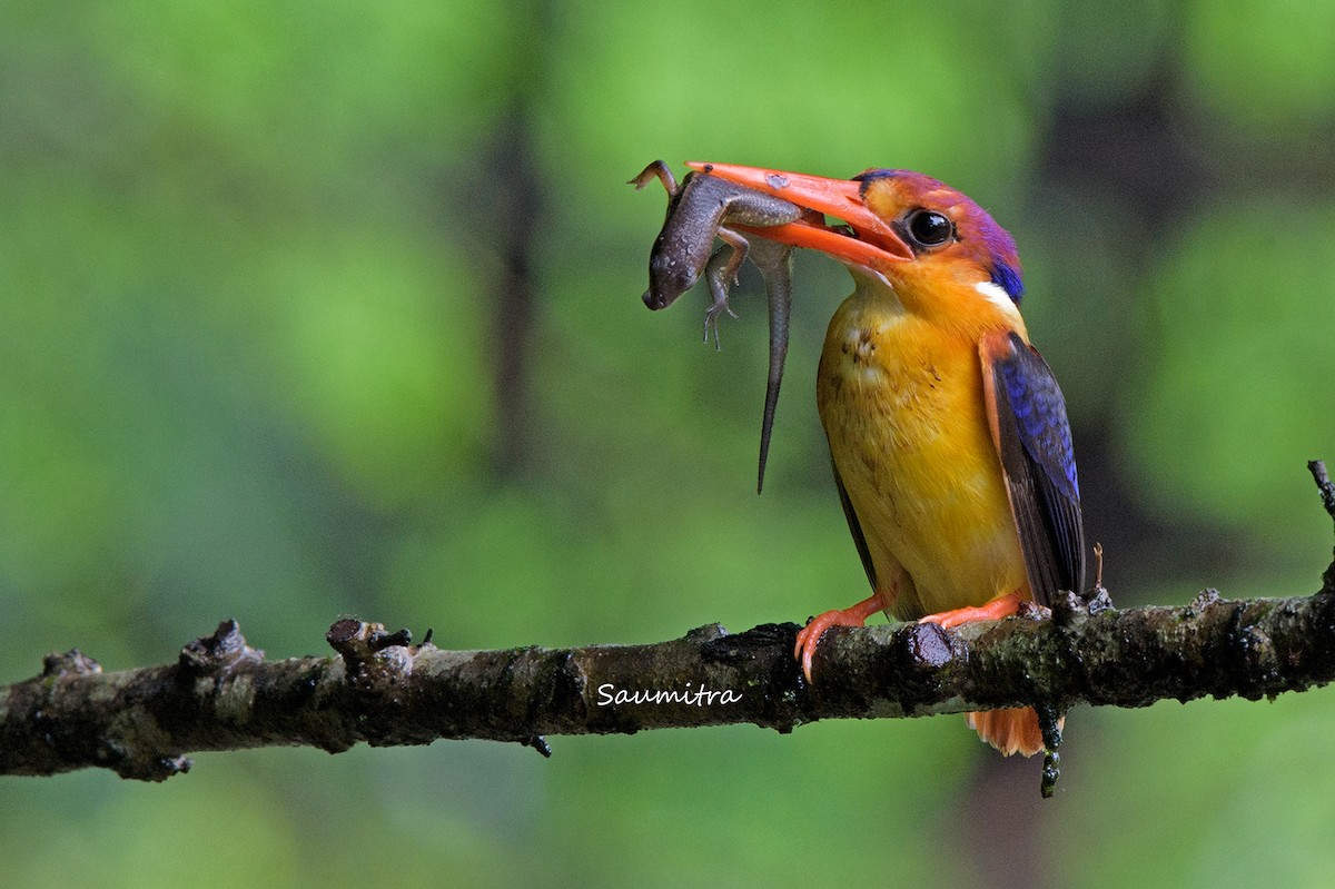 Black-backed Dwarf-Kingfisher - ML509176681