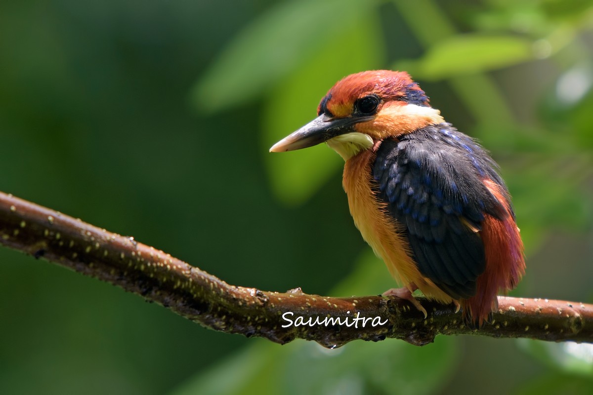 Black-backed Dwarf-Kingfisher - Vasant Shembekar