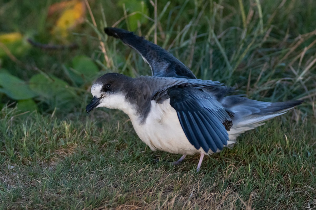 白腹穴鳥 - ML509177191