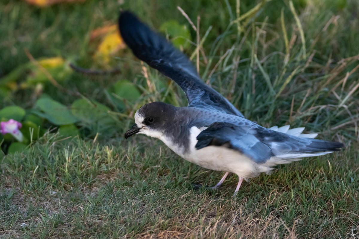 Petrel de las Bonin - ML509177301