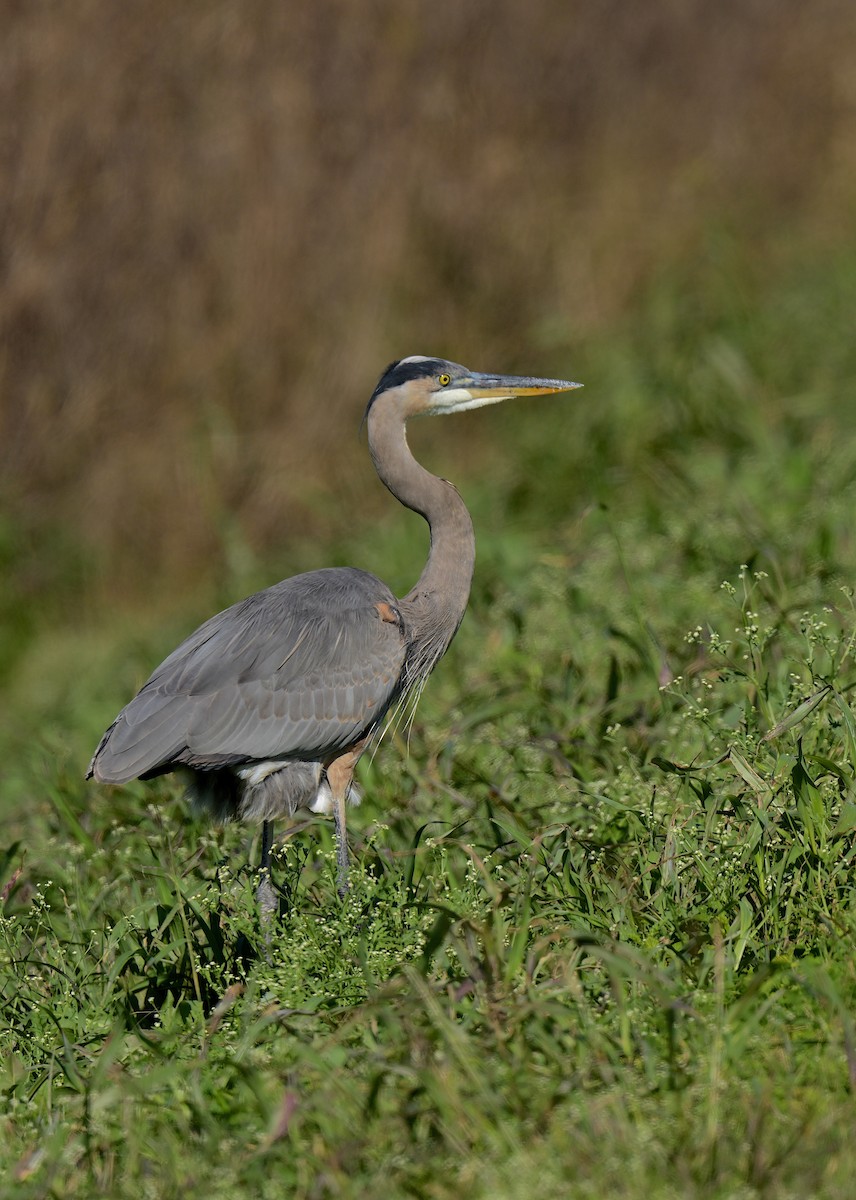 Garza Azulada - ML509177351