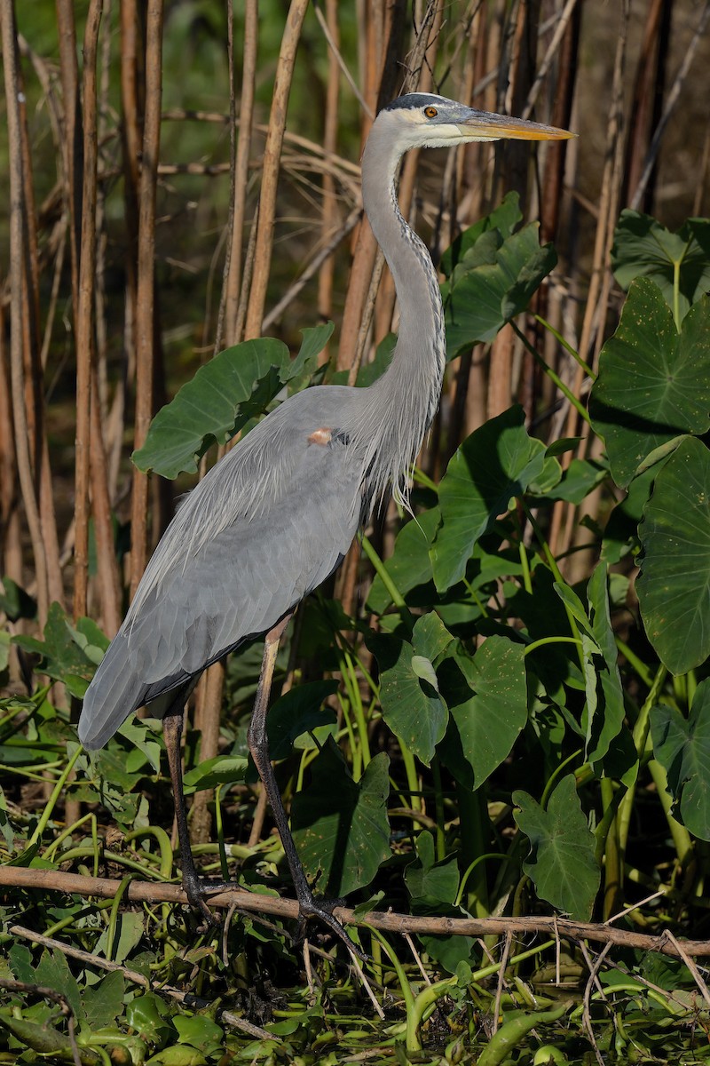 Great Blue Heron - ML509177361