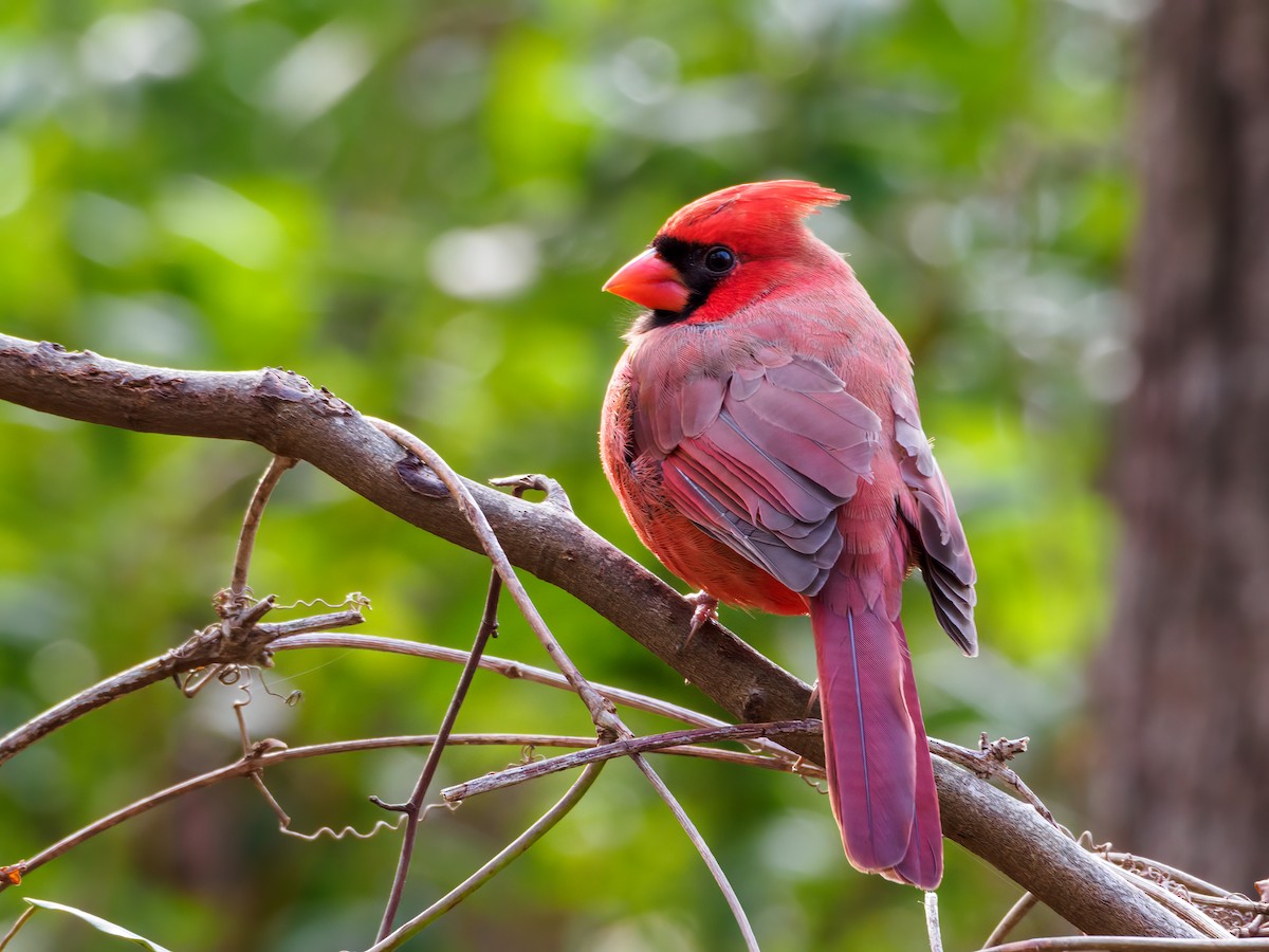 Northern Cardinal (Common) - ML509178291