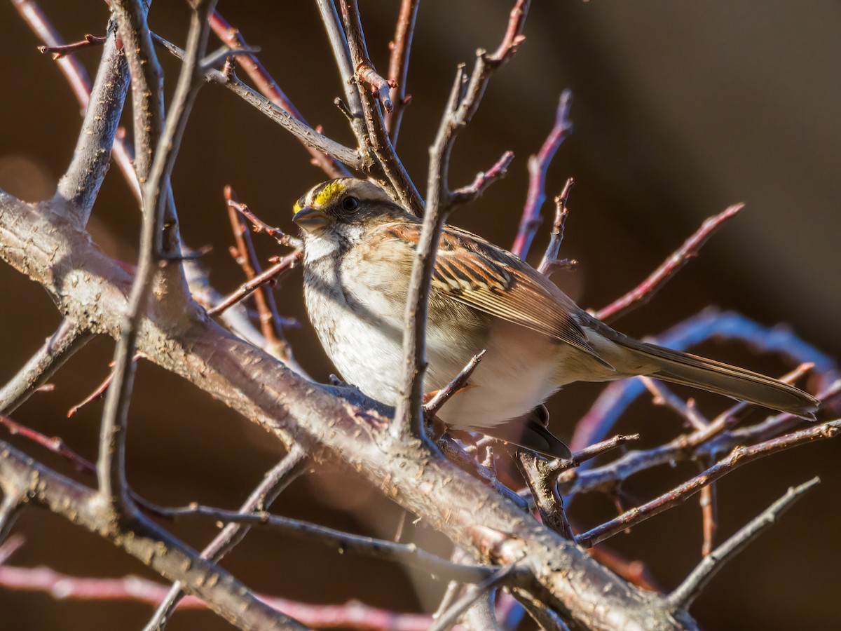 White-throated Sparrow - ML509178781