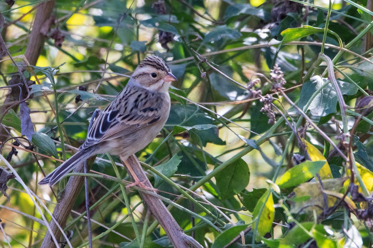 Clay-colored Sparrow - Ernesto Reyes