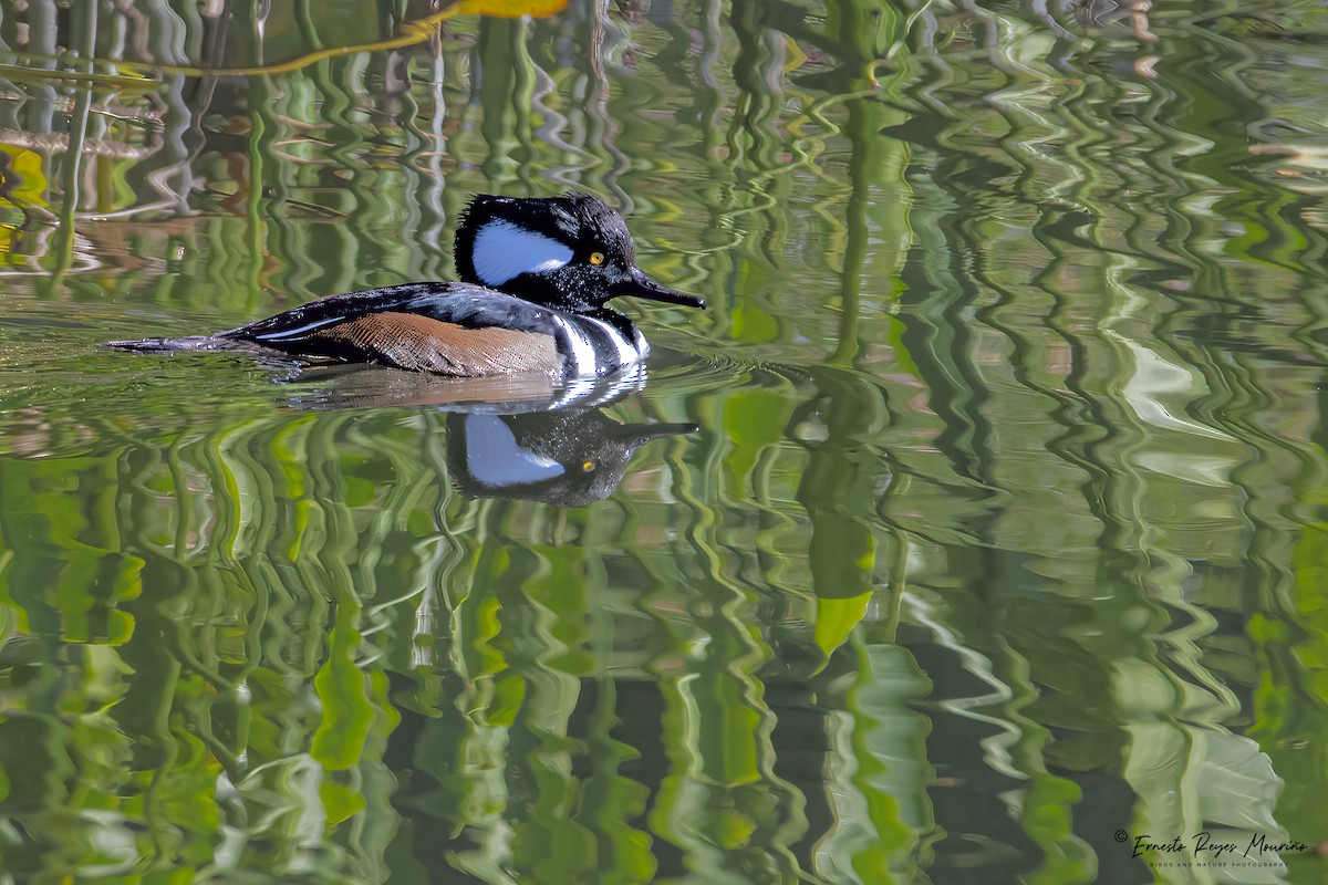 Hooded Merganser - ML509182271