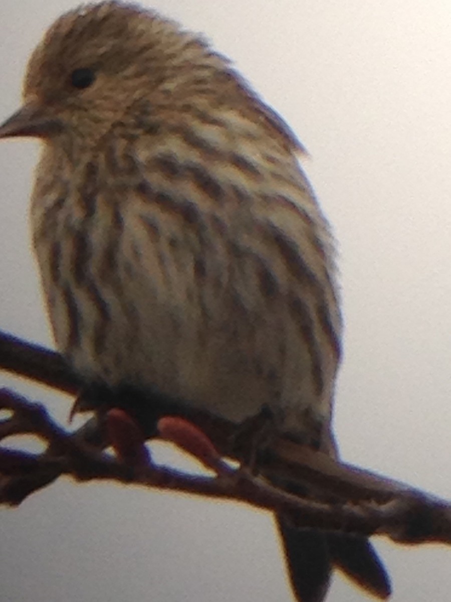 Pine Siskin - Carey Bergman