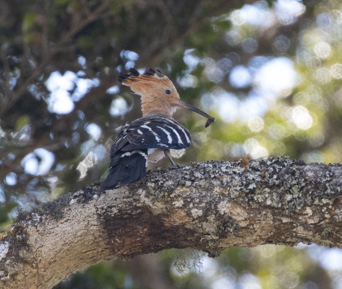 Madagascar Hoopoe - ML509183761