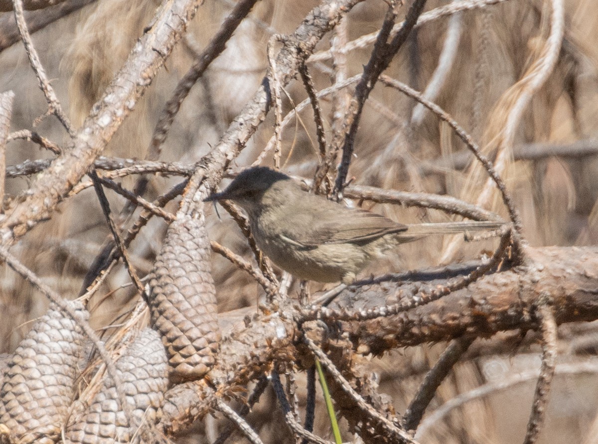 Malagasy Brush-Warbler - ML509183791