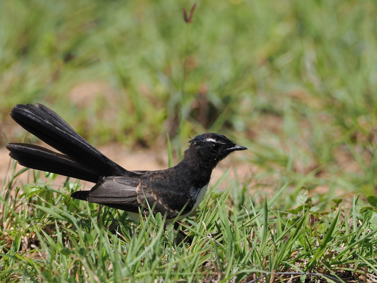 Willie-wagtail - ML509183901