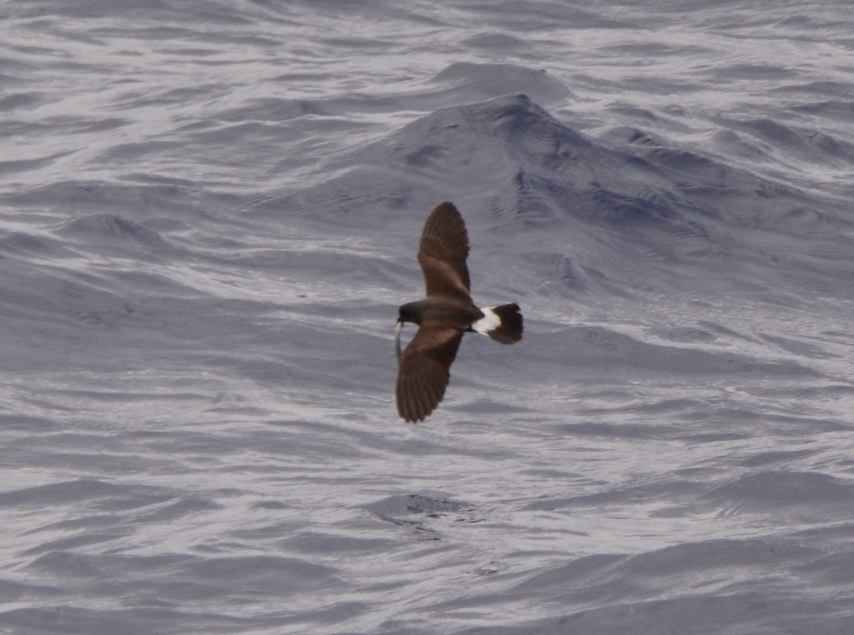 Band-rumped Storm-Petrel - ML509184151