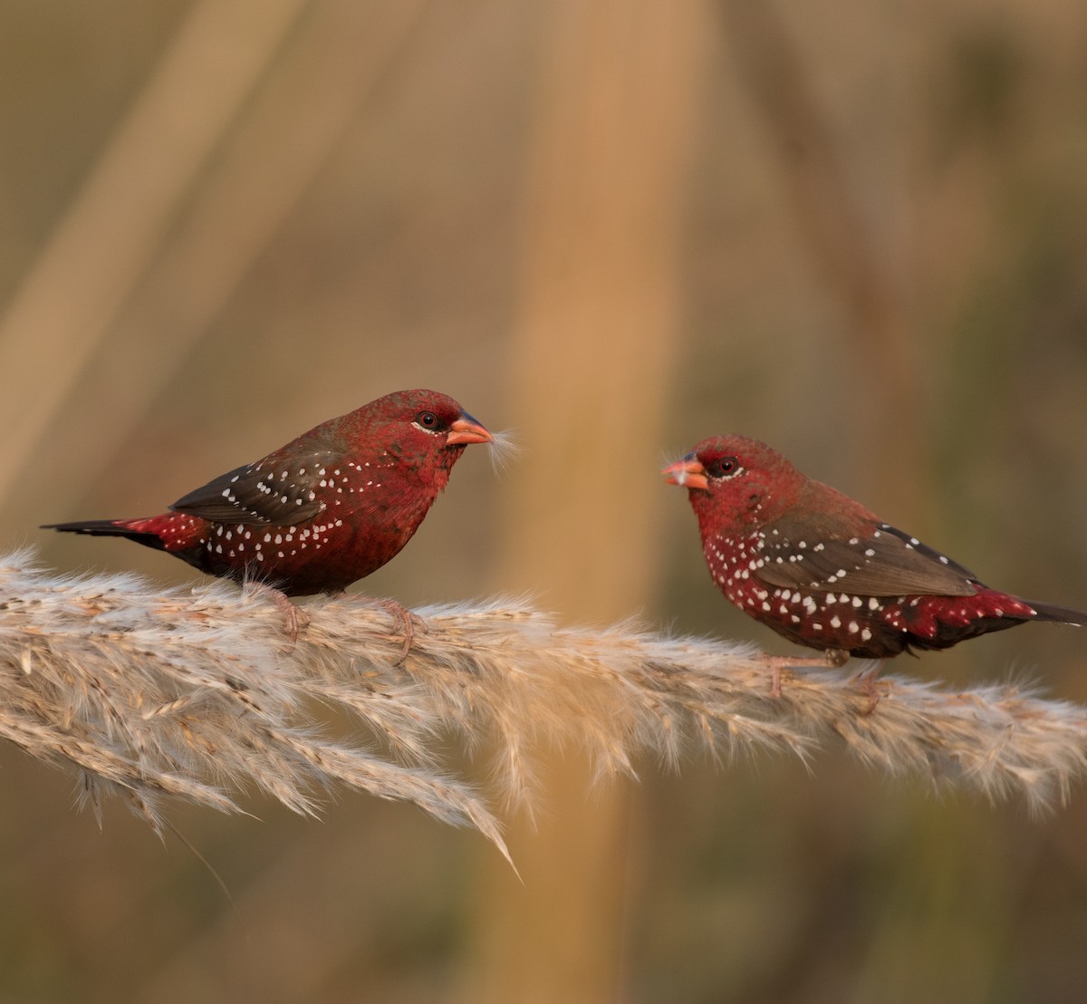 Red Avadavat - ML509184721