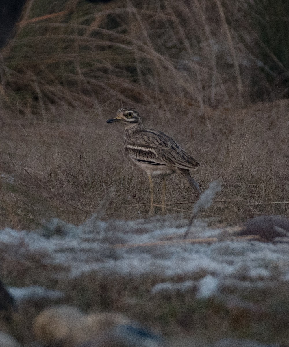 Indian Thick-knee - ML509184751