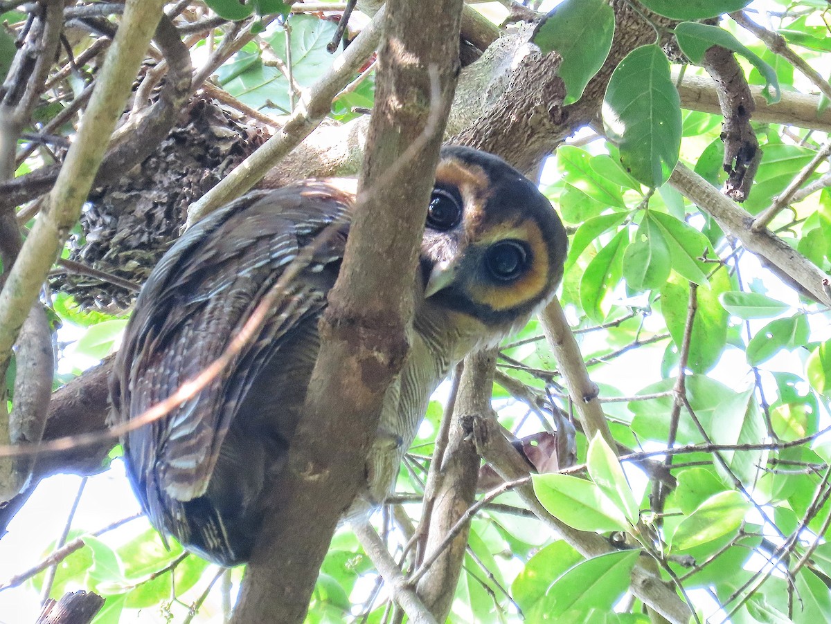 Brown Wood-Owl - ML509184931