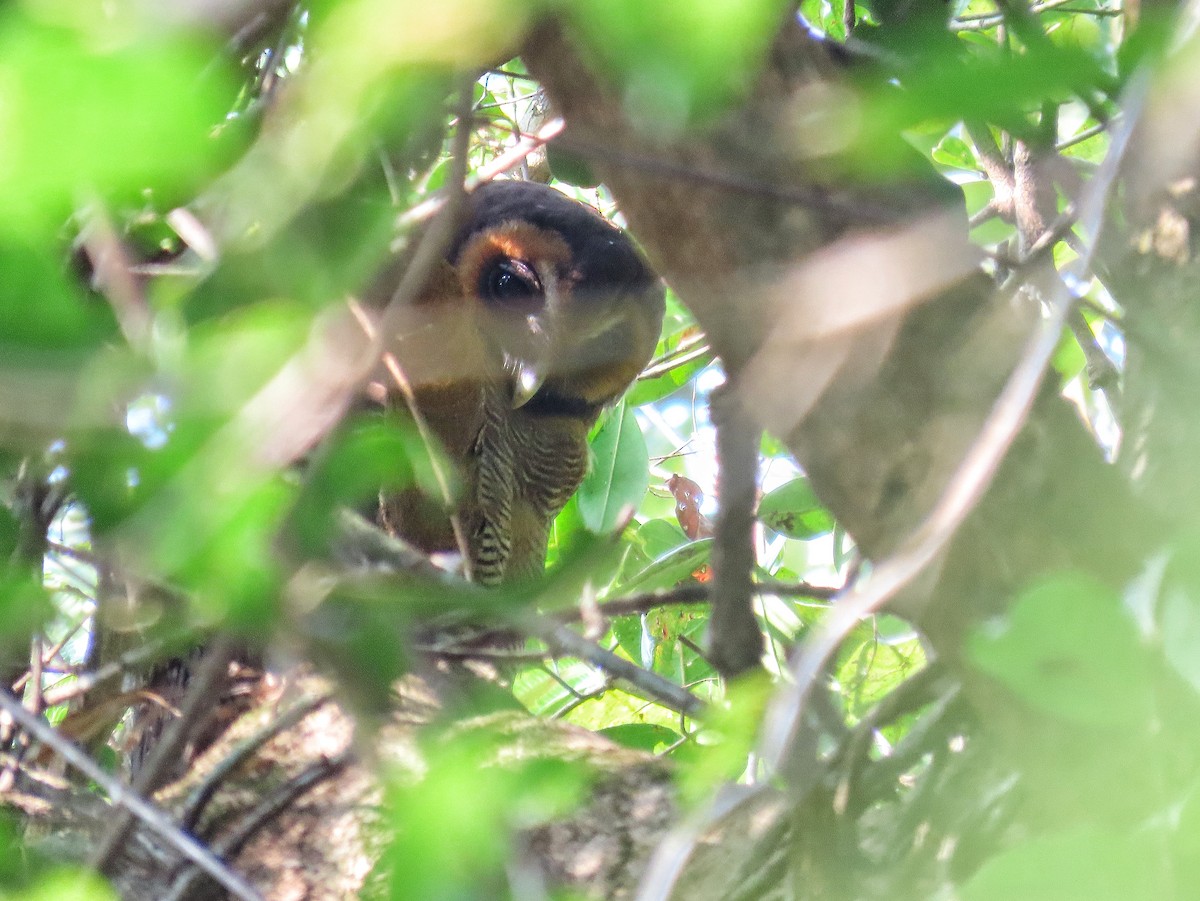 Brown Wood-Owl - Kuldeep Mhatre