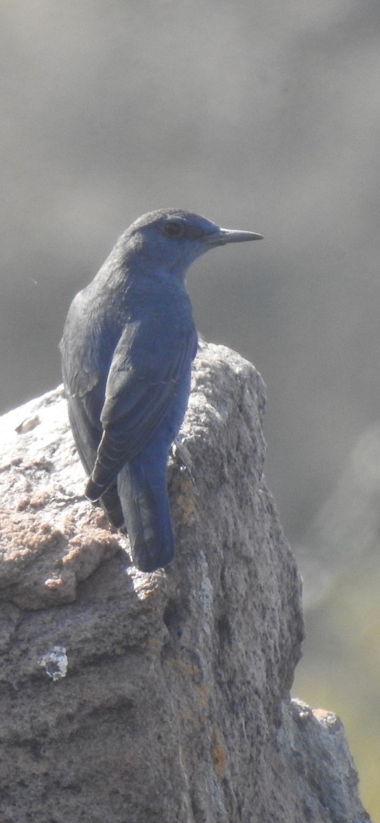 Blue Rock-Thrush - ML509185391