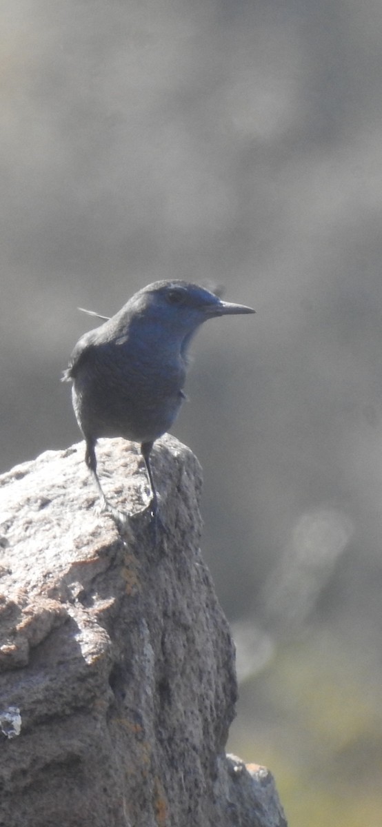 Blue Rock-Thrush - ML509185411