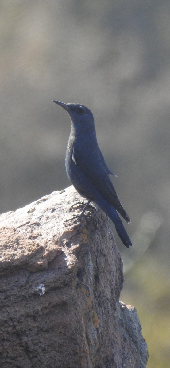 Blue Rock-Thrush - Ranjeet Singh