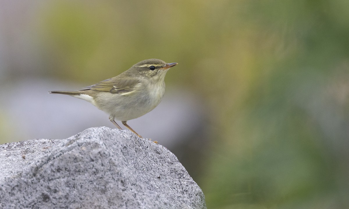 Mosquitero de Kamtchatka - ML509186381