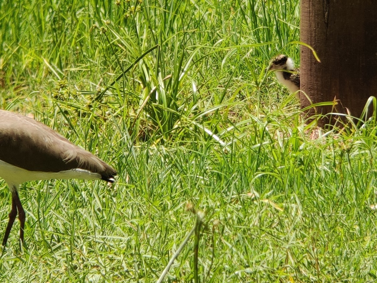 Masked Lapwing - ML509187261