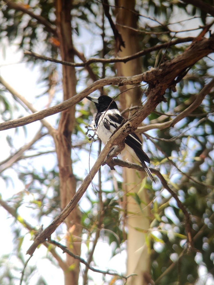 Pied Butcherbird - ML509187281