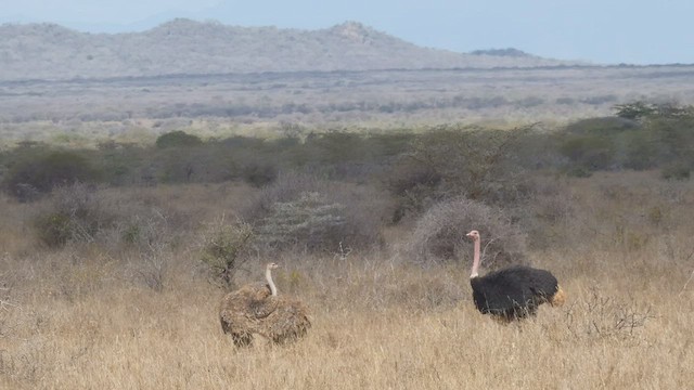 Африканский страус - ML509189001