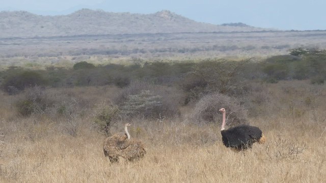 Common Ostrich - ML509189001