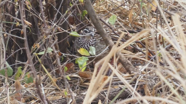 Crested Francolin - ML509189081