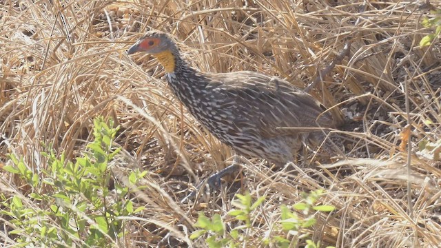 Yellow-necked Spurfowl - ML509189131