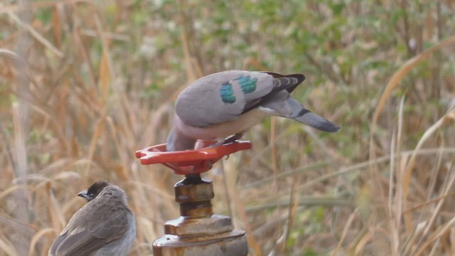 Emerald-spotted Wood-Dove - ML509189201