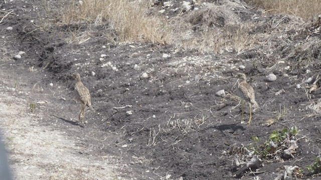 Alcaraván de El Cabo - ML509189371