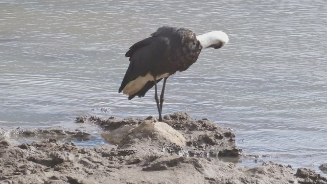 Cigüeña Lanuda Africana - ML509189701