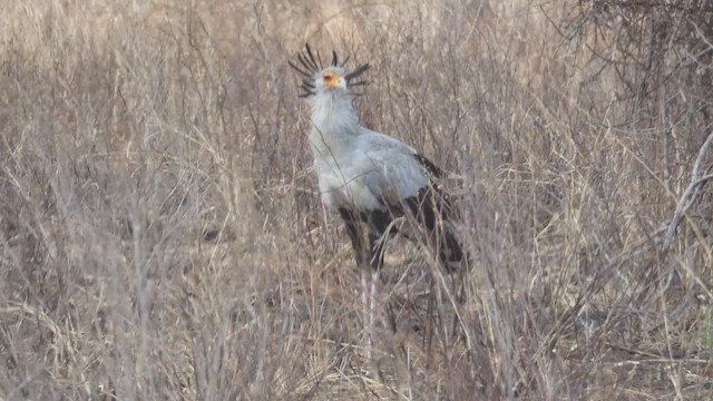 Secretarybird - ML509189811