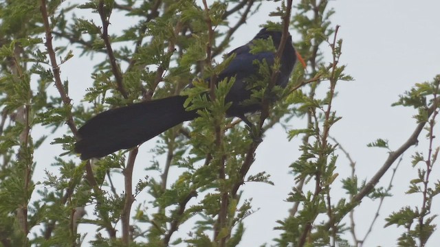 Abyssinian Scimitarbill - ML509190071