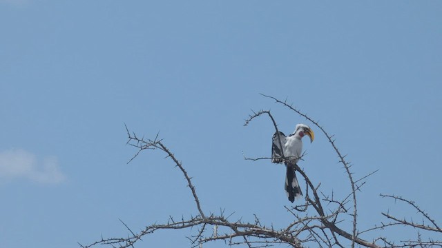 Eastern Yellow-billed Hornbill - ML509190081