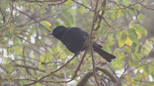 Southern Black-Flycatcher - ML509190481