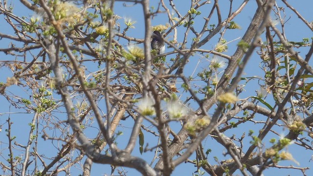 Eastern Violet-backed Sunbird - ML509190501