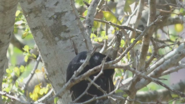 Red-billed Buffalo-Weaver - ML509190521