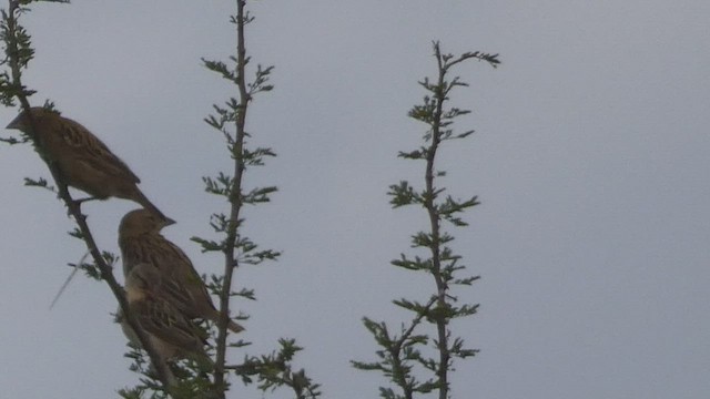 Chestnut Weaver - ML509190631