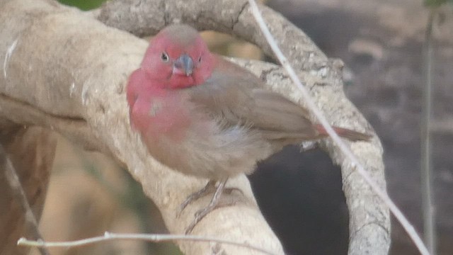 Red-billed Firefinch - ML509190651