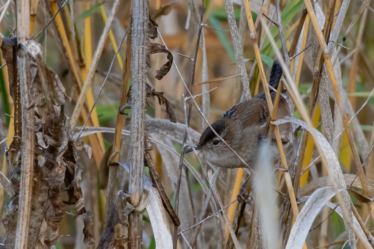 Marsh Wren - ML509191431